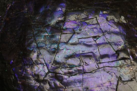 希少色！紫色に光るアンモライト片(Ammolite)（その10）