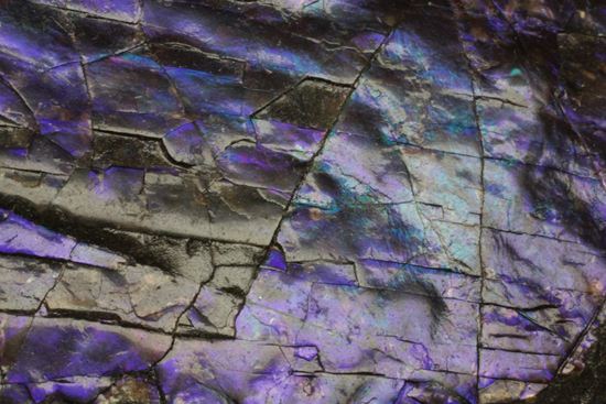 希少色！紫色に光るアンモライト片(Ammolite)（その11）