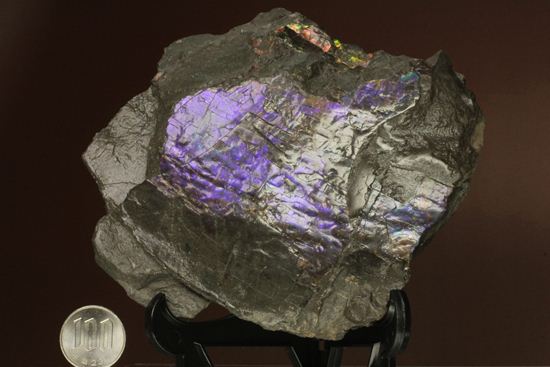 希少色！紫色に光るアンモライト片(Ammolite)（その12）