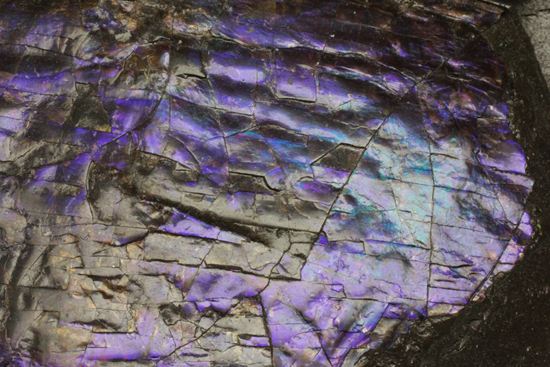希少色！紫色に光るアンモライト片(Ammolite)（その2）