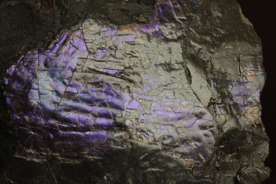 希少色！紫色に光るアンモライト片(Ammolite)（その5）