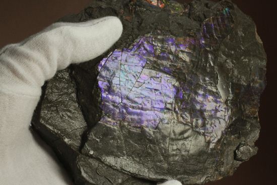 希少色！紫色に光るアンモライト片(Ammolite)（その9）