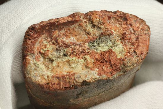 インナーセレーションが保存された、カルカロドントサウルスの歯化石(その10)