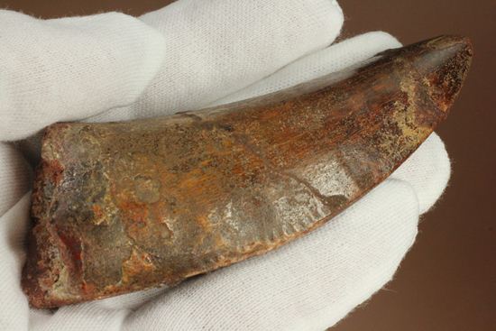 インナーセレーションが保存された、カルカロドントサウルスの歯化石(その12)