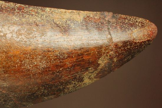 インナーセレーションが保存された、カルカロドントサウルスの歯化石(その13)