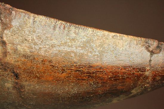 インナーセレーションが保存された、カルカロドントサウルスの歯化石（その14）