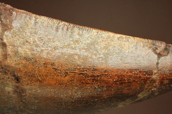 インナーセレーションが保存された、カルカロドントサウルスの歯化石(その14)