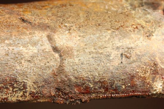 インナーセレーションが保存された、カルカロドントサウルスの歯化石(その15)