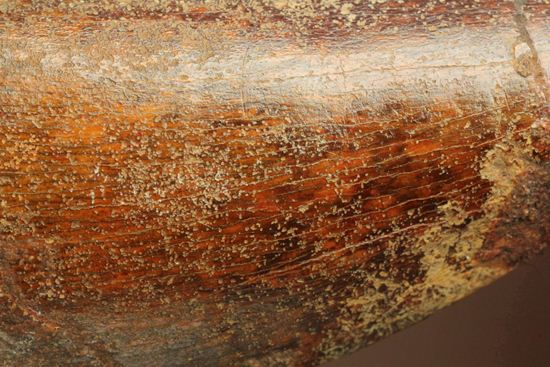 インナーセレーションが保存された、カルカロドントサウルスの歯化石(その16)