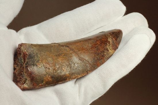 インナーセレーションが保存された、カルカロドントサウルスの歯化石(その17)