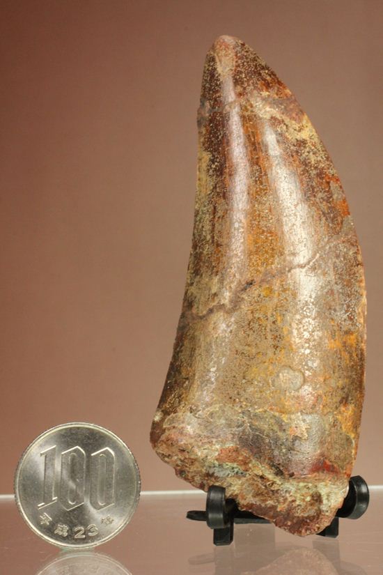 インナーセレーションが保存された、カルカロドントサウルスの歯化石（その18）