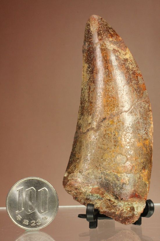 インナーセレーションが保存された、カルカロドントサウルスの歯化石(その18)