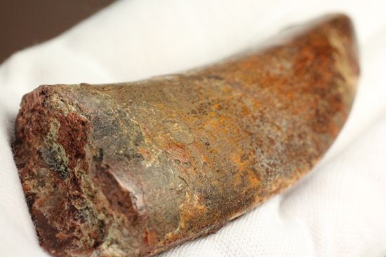 インナーセレーションが保存された、カルカロドントサウルスの歯化石(その8)
