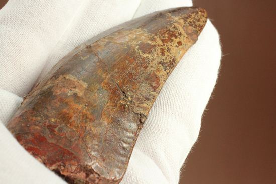 インナーセレーションが保存された、カルカロドントサウルスの歯化石(その9)