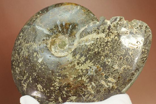 殻口部の断面が立体的な、マダガスカル産アンモナイト (その10)