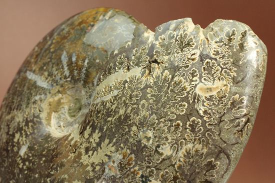 殻口部の断面が立体的な、マダガスカル産アンモナイト (その11)