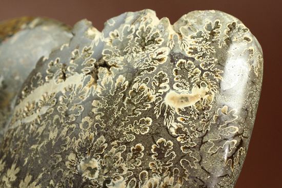 殻口部の断面が立体的な、マダガスカル産アンモナイト (その12)