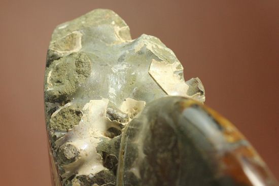 殻口部の断面が立体的な、マダガスカル産アンモナイト　（その15）