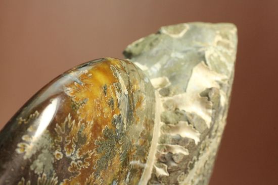 殻口部の断面が立体的な、マダガスカル産アンモナイト　（その16）