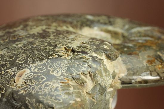 殻口部の断面が立体的な、マダガスカル産アンモナイト (その17)