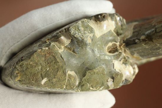 殻口部の断面が立体的な、マダガスカル産アンモナイト (その19)