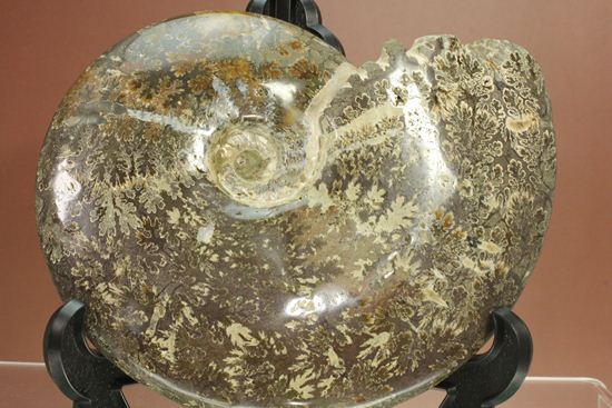 殻口部の断面が立体的な、マダガスカル産アンモナイト (その2)
