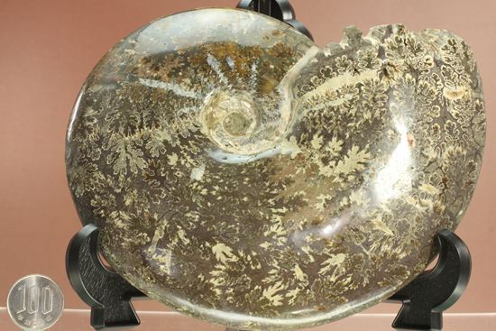 殻口部の断面が立体的な、マダガスカル産アンモナイト (その20)