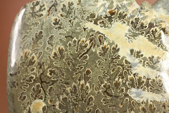 殻口部の断面が立体的な、マダガスカル産アンモナイト (その3)