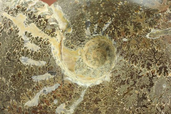 殻口部の断面が立体的な、マダガスカル産アンモナイト (その4)