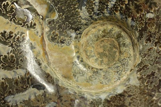 殻口部の断面が立体的な、マダガスカル産アンモナイト (その5)