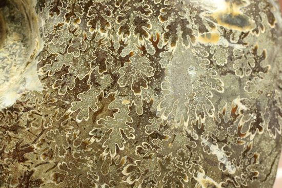 殻口部の断面が立体的な、マダガスカル産アンモナイト (その6)