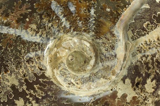 殻口部の断面が立体的な、マダガスカル産アンモナイト (その8)