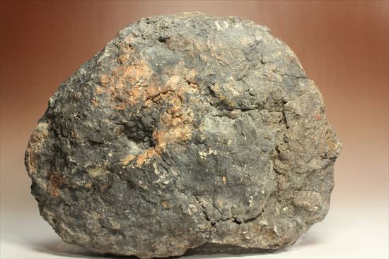 巨大な恐竜のウンチ化石(その1)