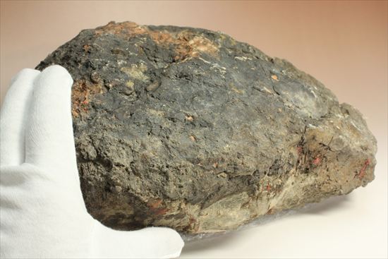 巨大な恐竜のウンチ化石(その11)