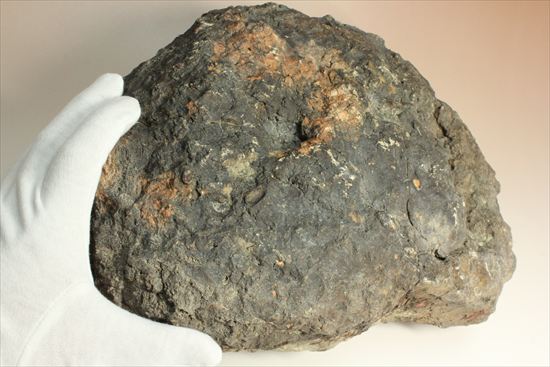巨大な恐竜のウンチ化石(その12)