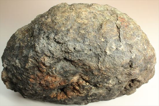 巨大な恐竜のウンチ化石(その13)