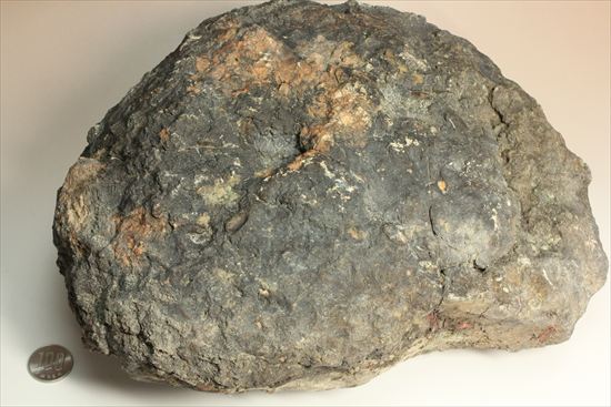 巨大な恐竜のウンチ化石(その14)