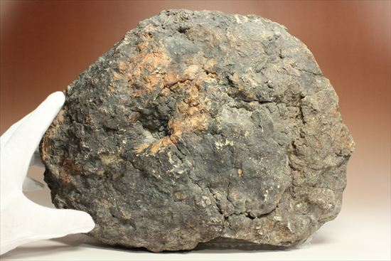 巨大な恐竜のウンチ化石(その2)