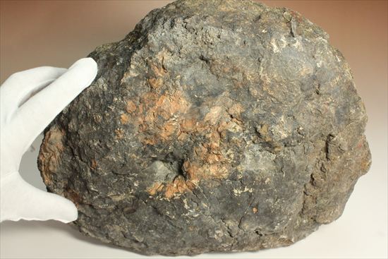 巨大な恐竜のウンチ化石(その3)