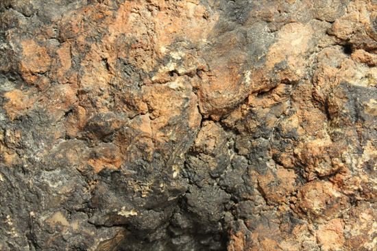 巨大な恐竜のウンチ化石(その5)