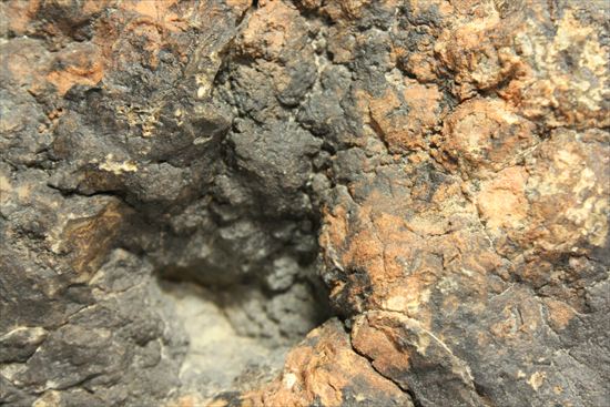 巨大な恐竜のウンチ化石(その7)