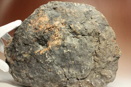 巨大な恐竜のウンチ化石(その8)