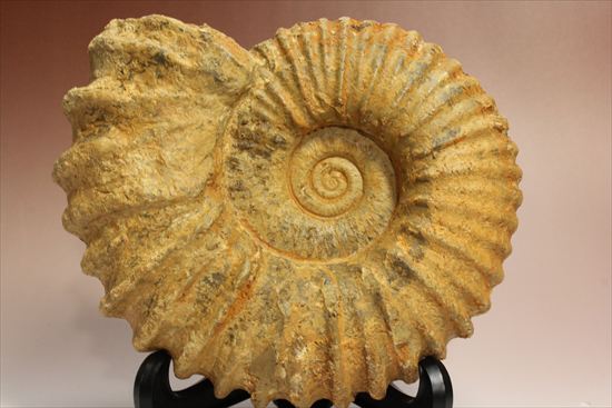 いかにもアンモナイトらしいアンモナイトの一種、アカントセラス(Acanthoceras sp.)(その1)