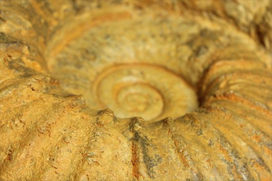 いかにもアンモナイトらしいアンモナイトの一種、アカントセラス(Acanthoceras sp.)(その10)