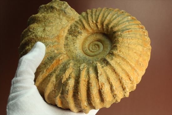 いかにもアンモナイトらしいアンモナイトの一種、アカントセラス(Acanthoceras sp.)(その11)