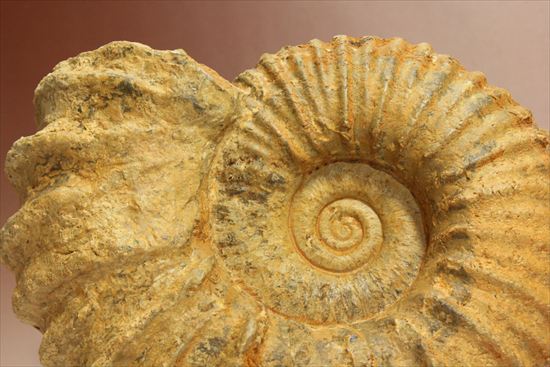 いかにもアンモナイトらしいアンモナイトの一種、アカントセラス(Acanthoceras sp.)(その2)