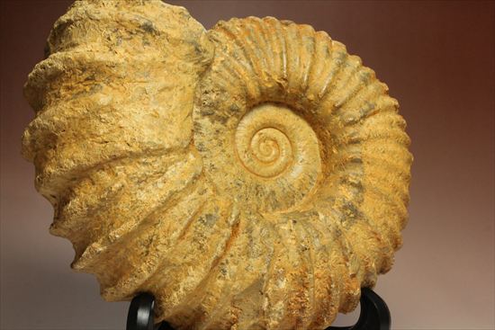 絶品数万個の中の一個☆天然マダガスカル産 ☆ 縫合線オパール