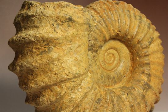 いかにもアンモナイトらしいアンモナイトの一種、アカントセラス