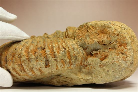 いかにもアンモナイトらしいアンモナイトの一種、アカントセラス(Acanthoceras sp.)(その8)