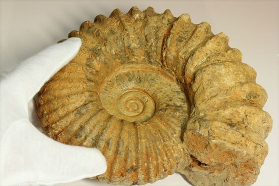 いかにもアンモナイトらしいアンモナイトの一種、アカントセラス(Acanthoceras sp.)(その9)